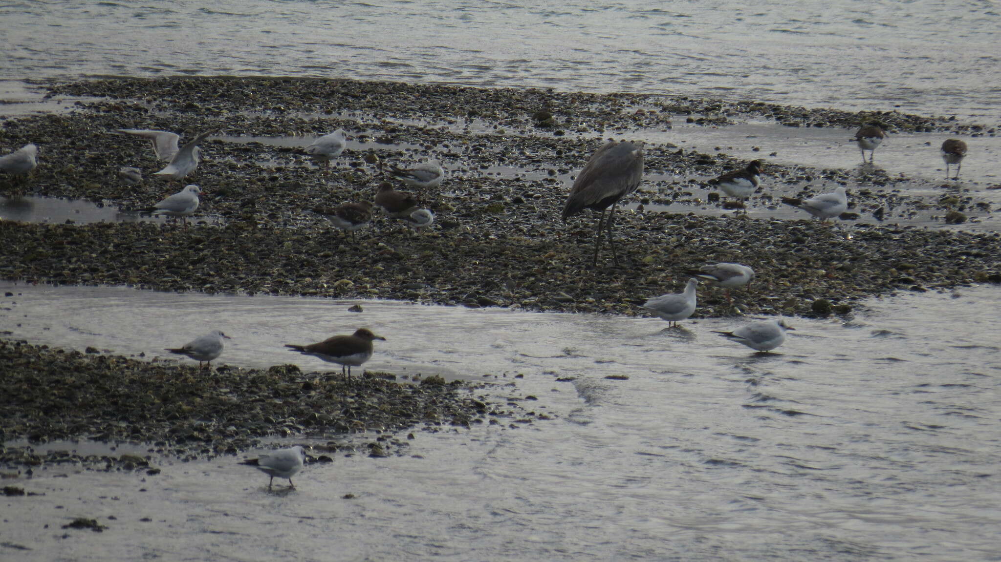 Image of oystercatcher, eurasian oystercatcher