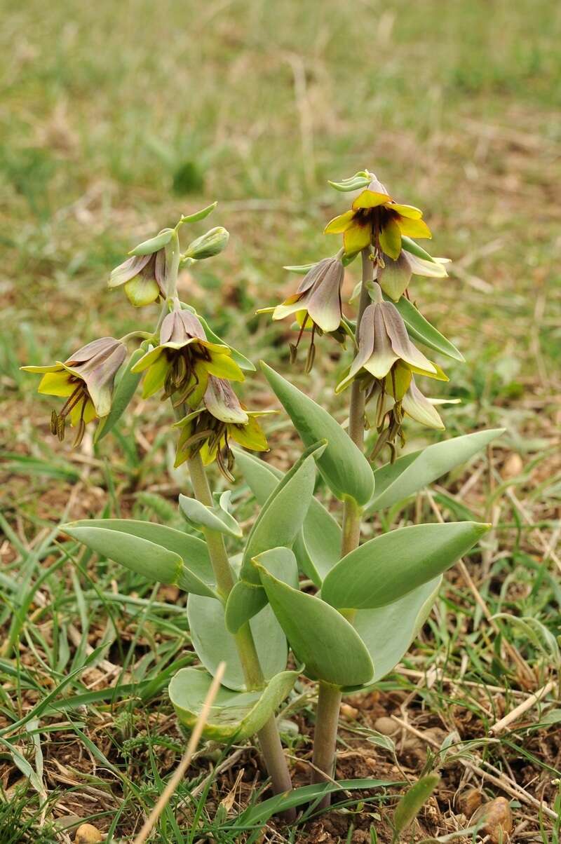 Image of Fritillaria sewerzowii Regel