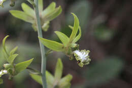 Image de Eulophia andamanensis Rchb. fil.