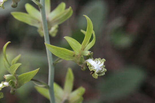 Eulophia andamanensis Rchb. fil.的圖片