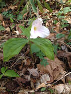 Imagem de Trillium grandiflorum (Michx.) Salisb.