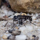 Image of Bonjeania argentea Winterton 2007