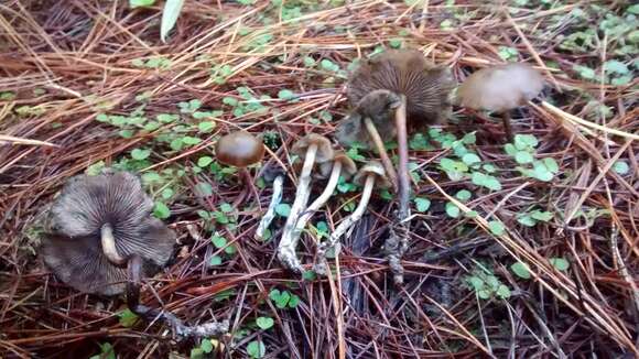 Image de Psilocybe aucklandiae Guzmán, C. C. King & Bandala 1991