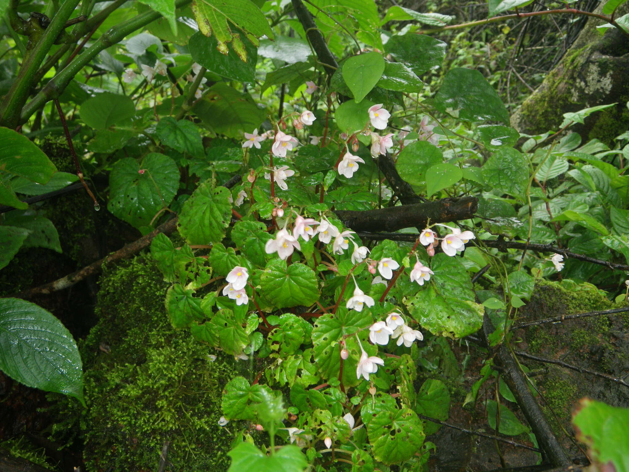 Image of Begonia crenata Dryand.