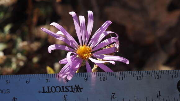 Imagem de Dieteria asteroides var. lagunensis (D. D. Keck) D. R. Morgan & R. L. Hartman