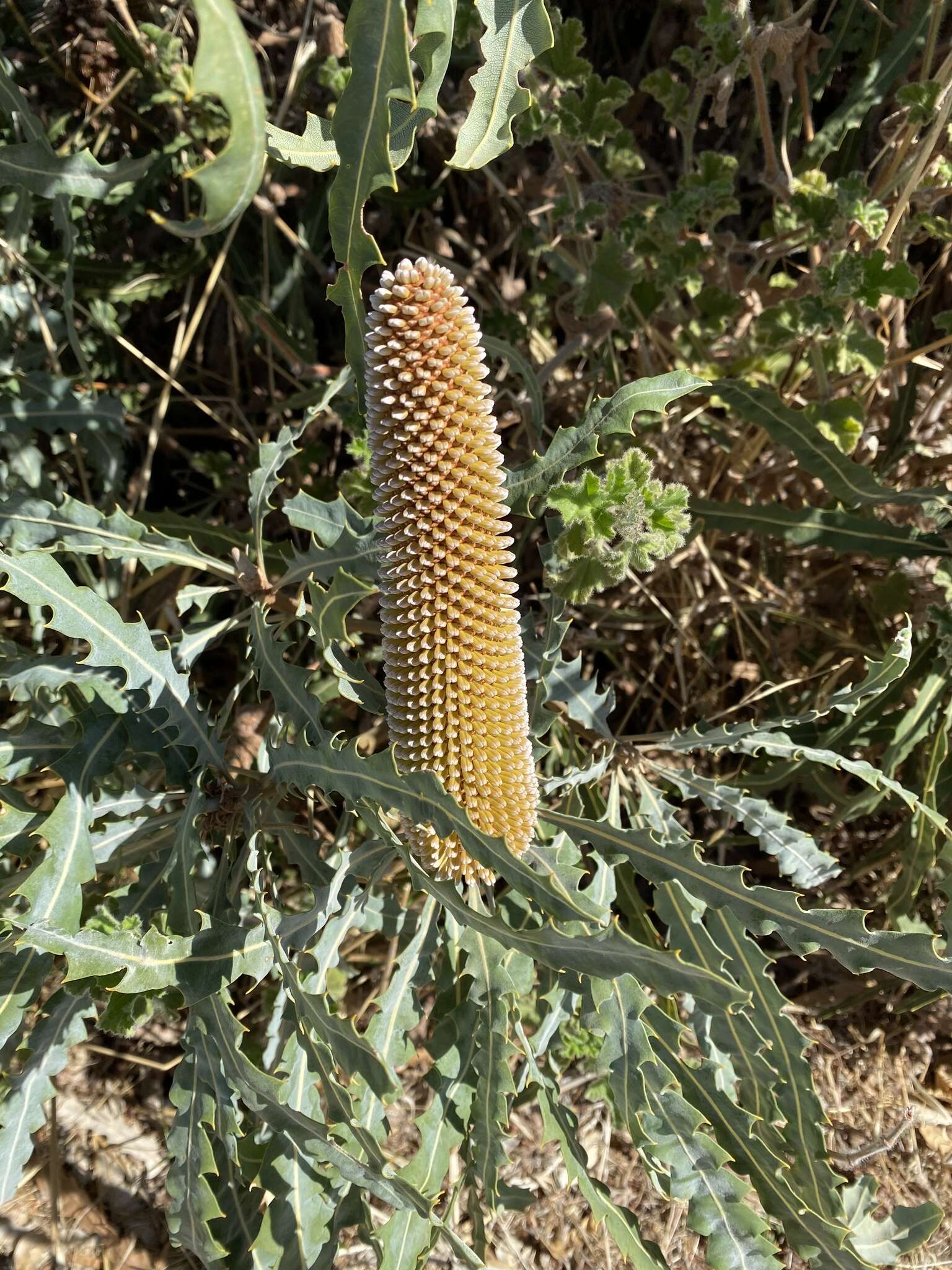 Image of Banksia prionotes Lindl.