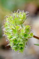 Imagem de Valerianella coronata (L.) DC.