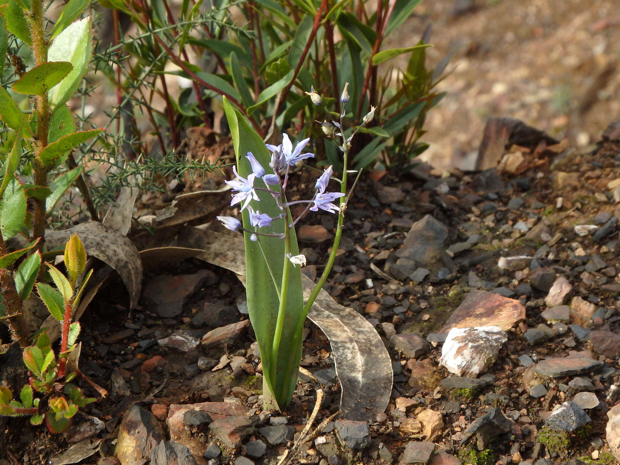 Image of Scilla monophyllos Link