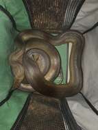 Image of Olive Python