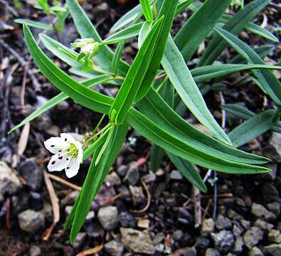 صورة Pseudostellaria rigida (Kom.) Pax