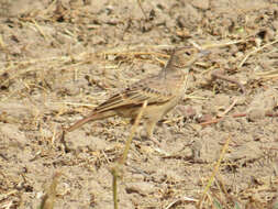 Image of Flappet Lark