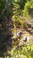 Image of Cotoneaster tauricus Pojark.