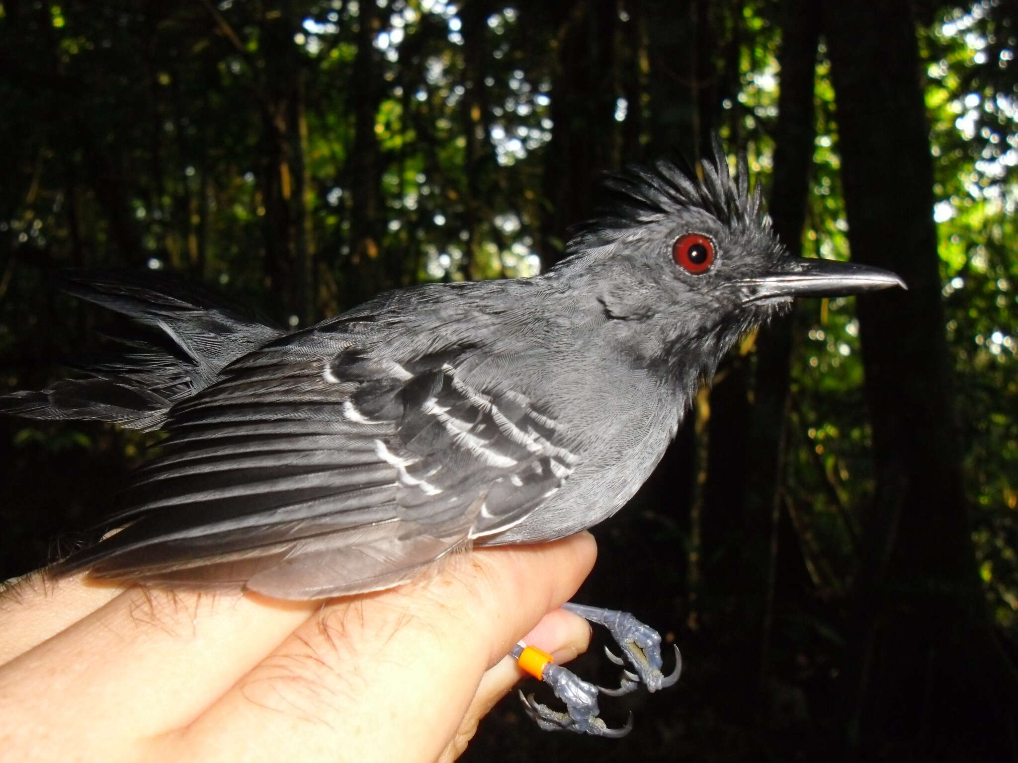Image of Black-headed Antbird