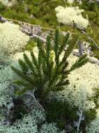 Imagem de Dendrolycopodium hickeyi (W. H. Wagner, Beitel & R. C. Moran) A. Haines