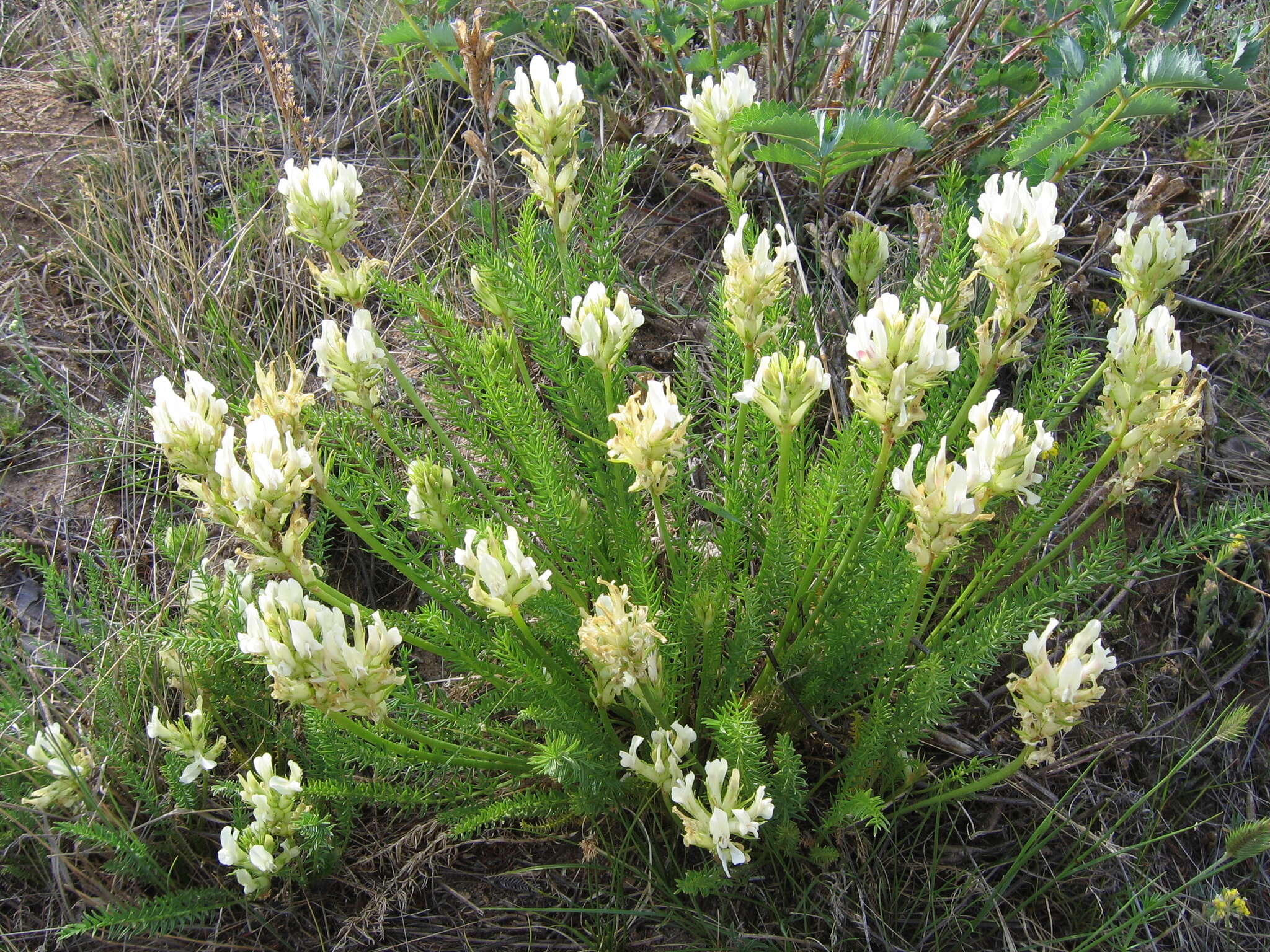 Oxytropis muricata (Pall.) DC. resmi