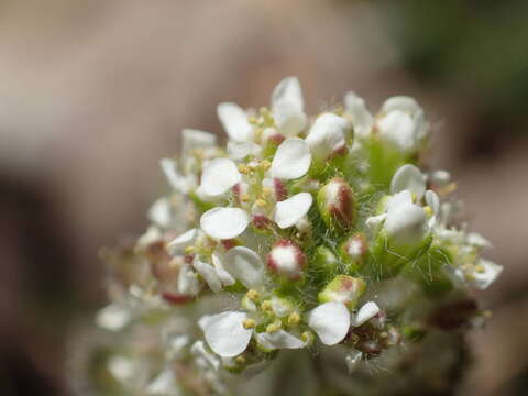 صورة Lepidium hirtum (L.) Sm.