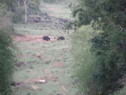 Image of Sloth Bear