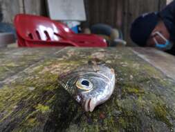 Image of Yellowfin mojarra