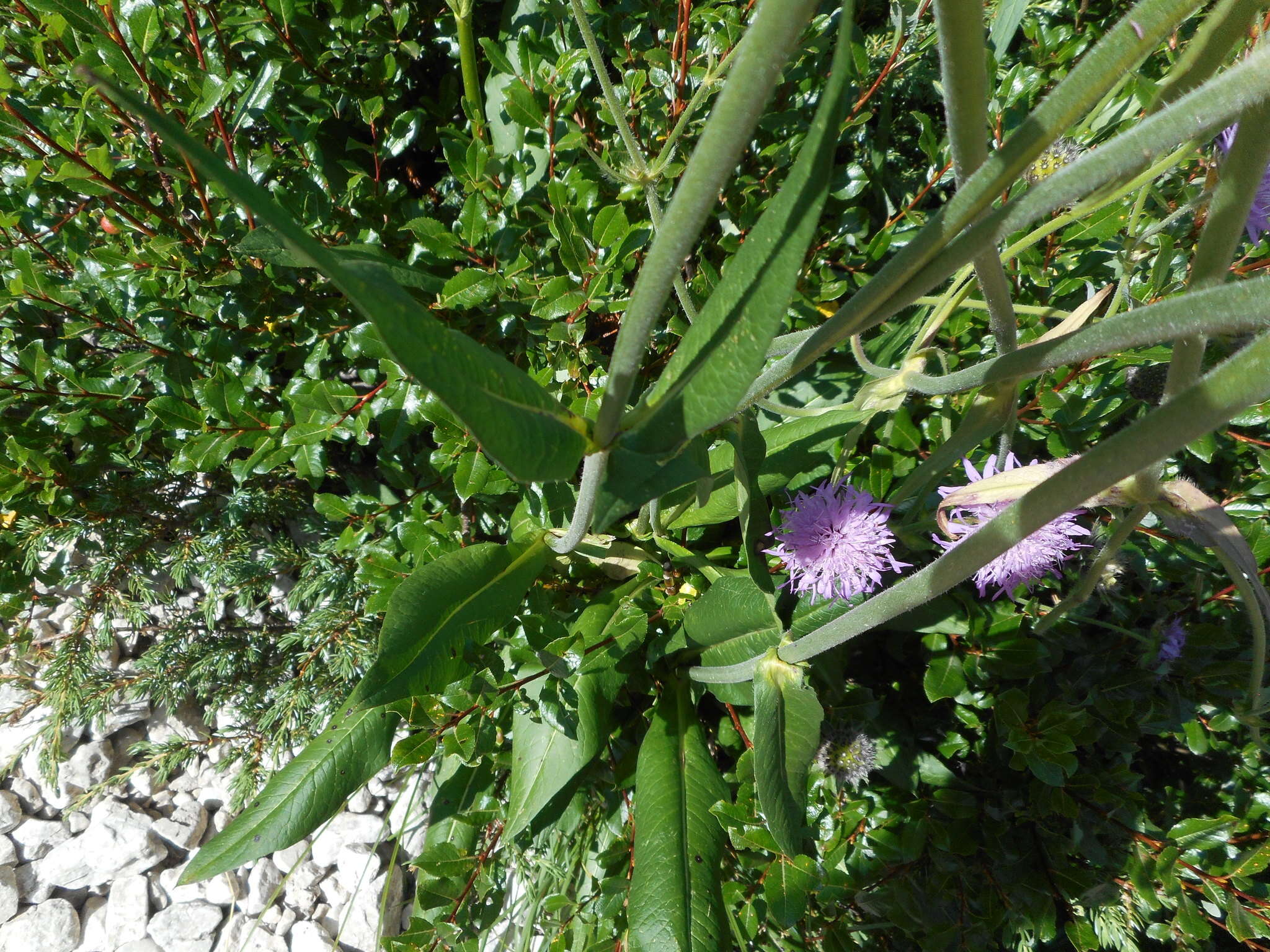 صورة Knautia longifolia (Waldst. & Kit.) Koch