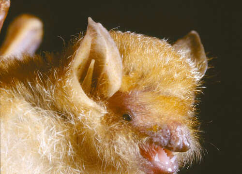 Image of Damara Woolly Bat -- Damara Woolly Bat