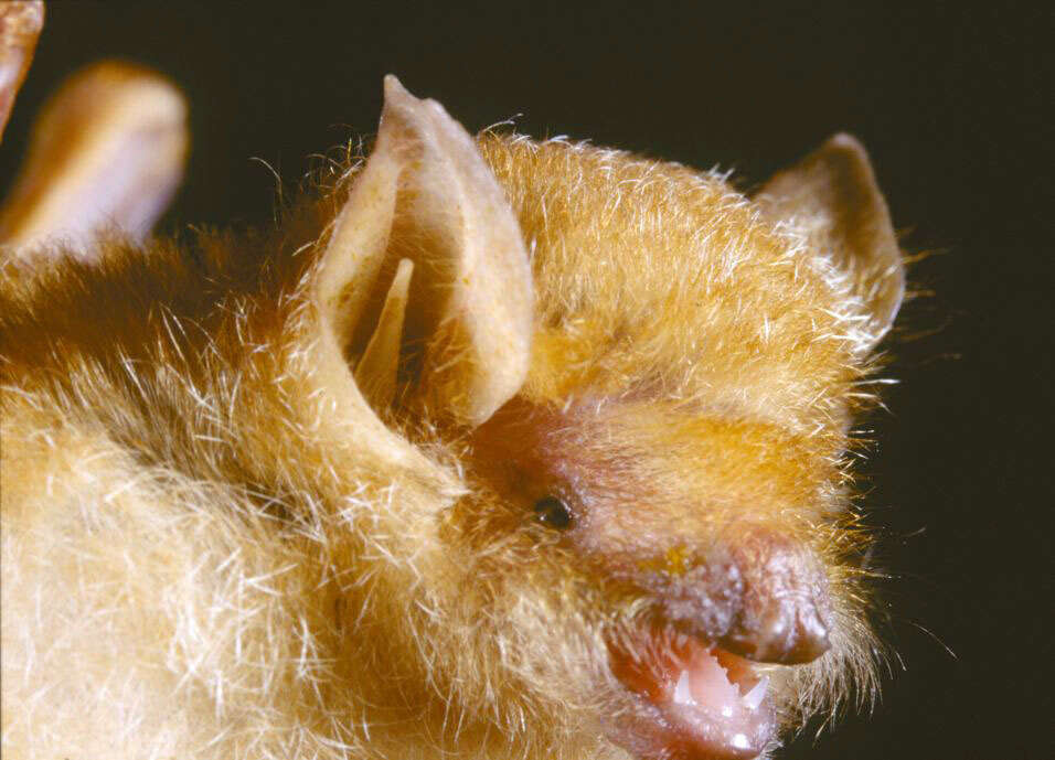 Image of Damara Woolly Bat -- Damara Woolly Bat