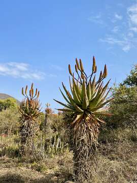 Aloe spectabilis Reynolds resmi