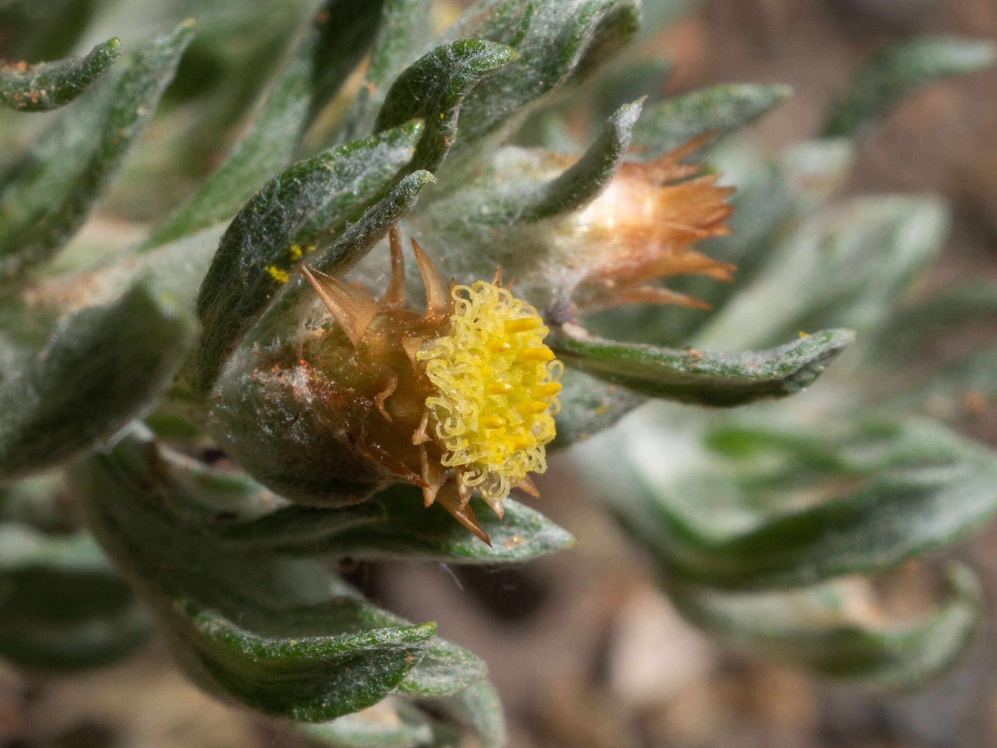 Image of Helichrysum pumilio (O. Hoffm.) Hilliard & Burtt
