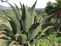 Image of Agave marmorata Roezl