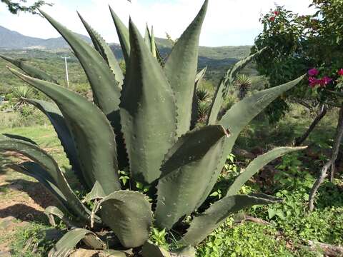 Image of Agave marmorata Roezl