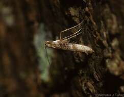 Image of Cyphosticha panconita Turner 1913