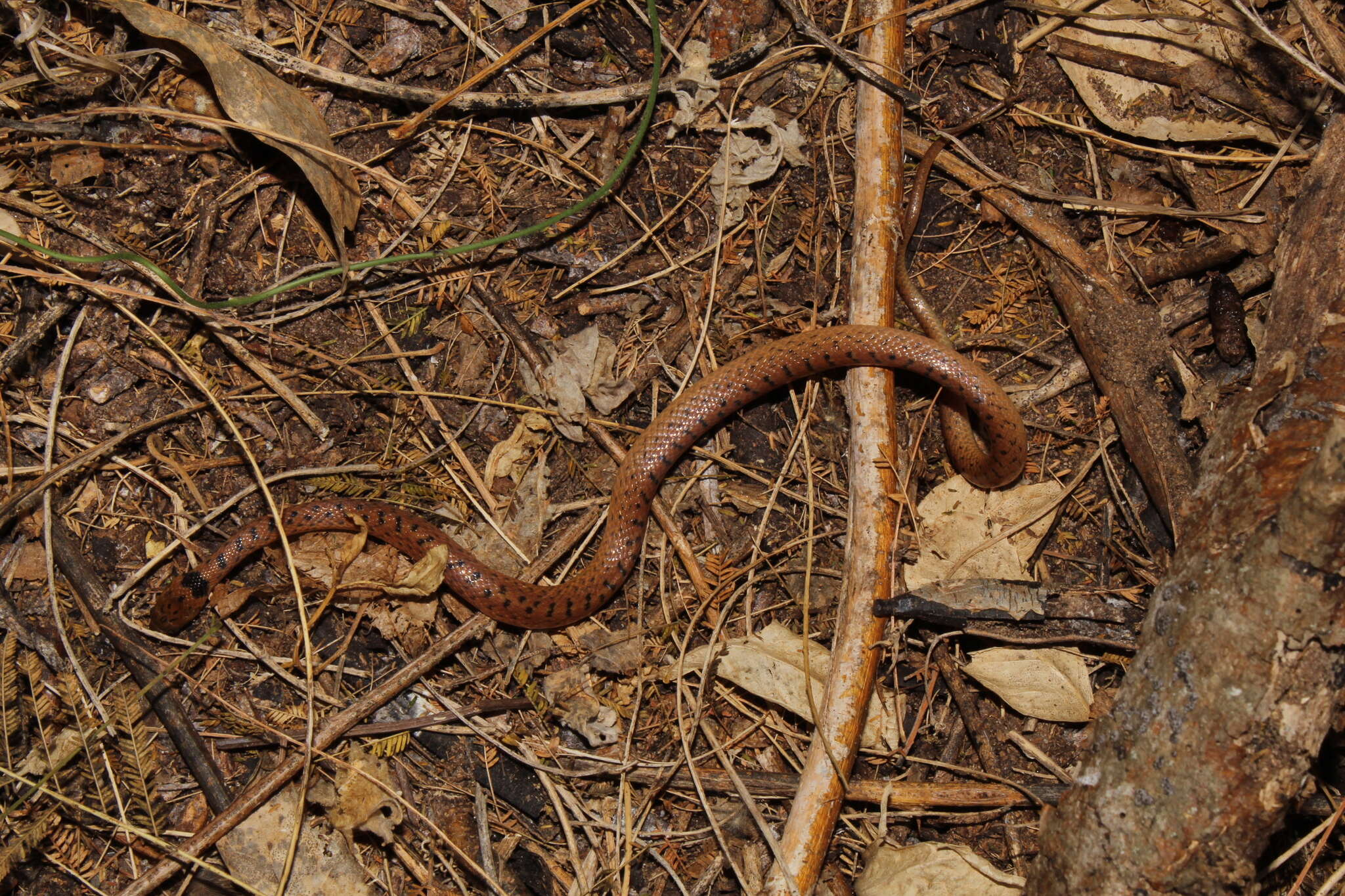 Image of Western Cat-eyed Snake
