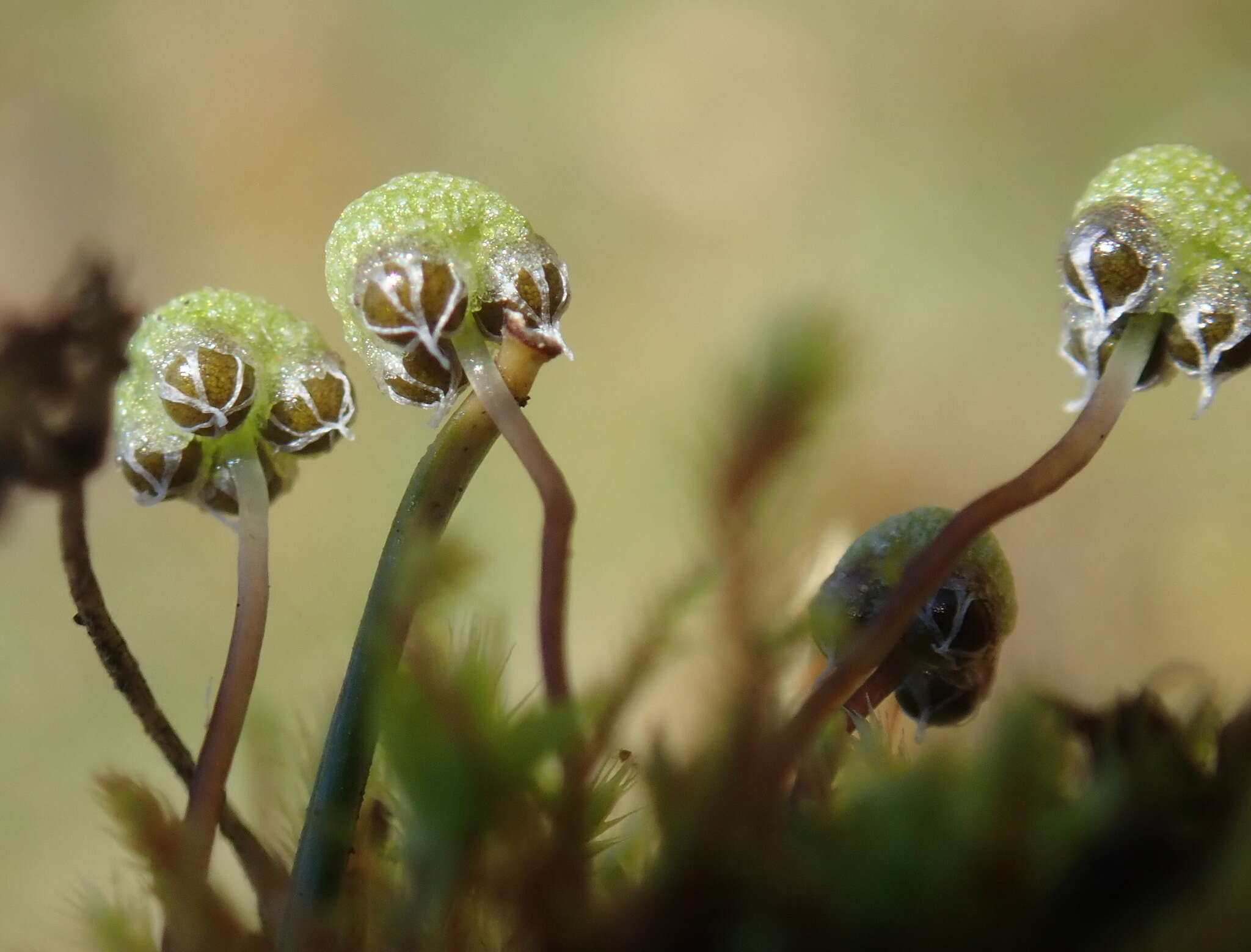 Image of Mannia gracilis (F. Weber) D. B. Schill & D. G. Long