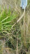 Image of toothache grass