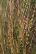 Image of Austrostipa stipoides (Hook. fil.) S. W. L. Jacobs & J. Everett