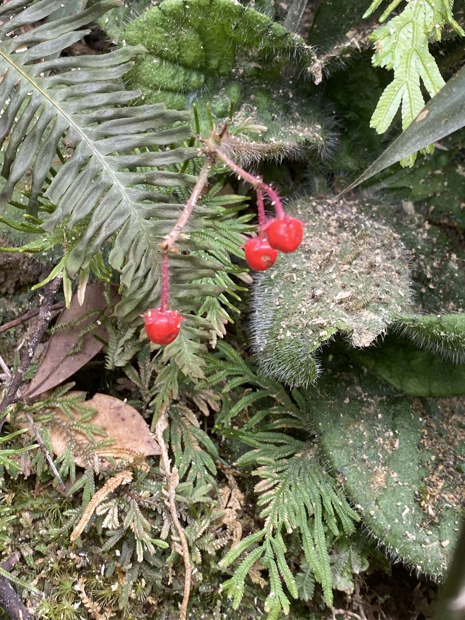 Image of Ardisia primulifolia Gardner & Champ.