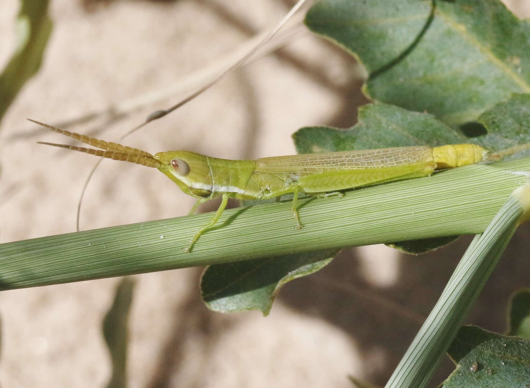 Image of Wyoming Toothpick Grasshopper