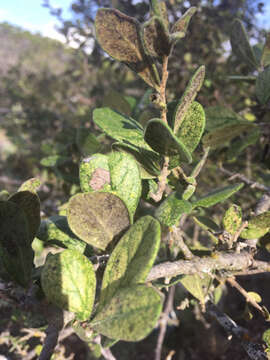 Image of Texas persimmon