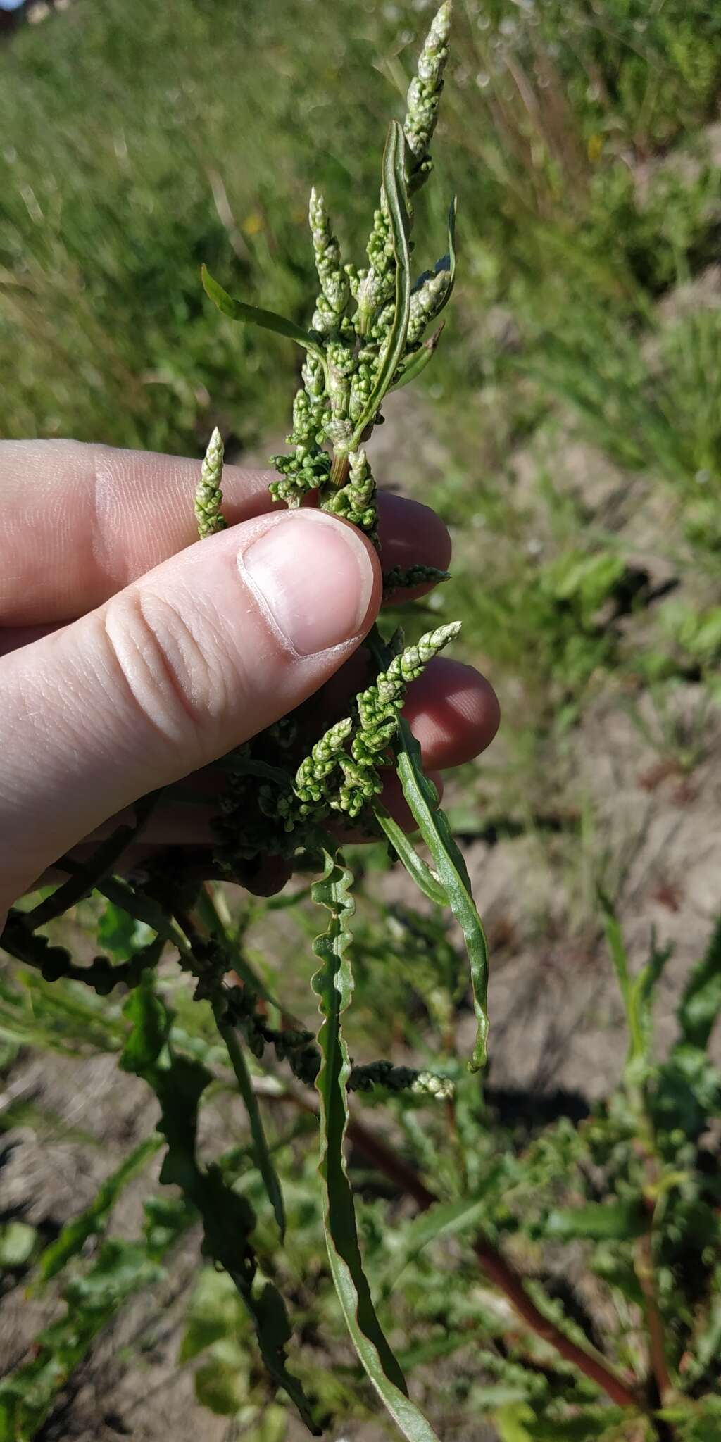 Imagem de Rumex pseudonatronatus (Borb.) Borb. ex Murb.