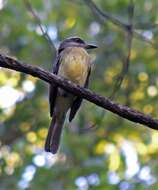 Image of Golden-crowned Flycatcher