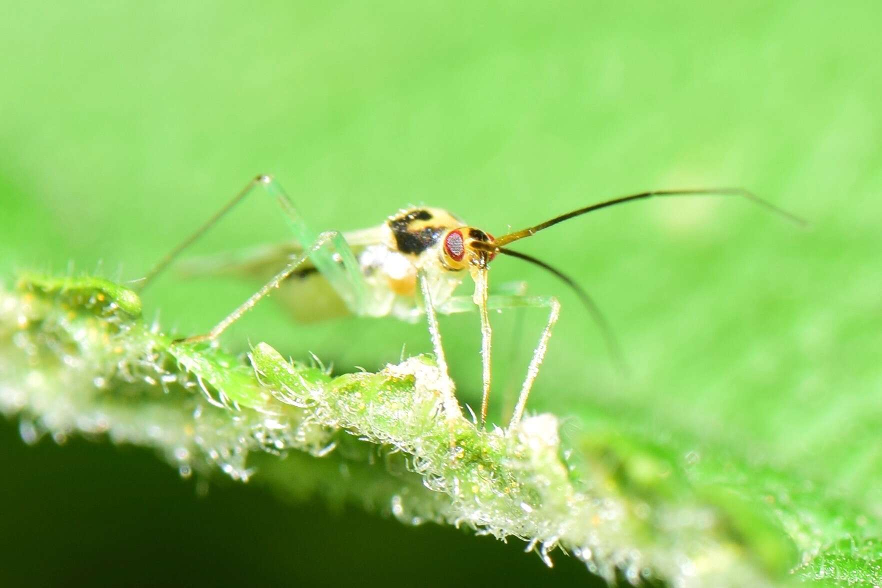 صورة Paraproba fasciolata Reuter 1908