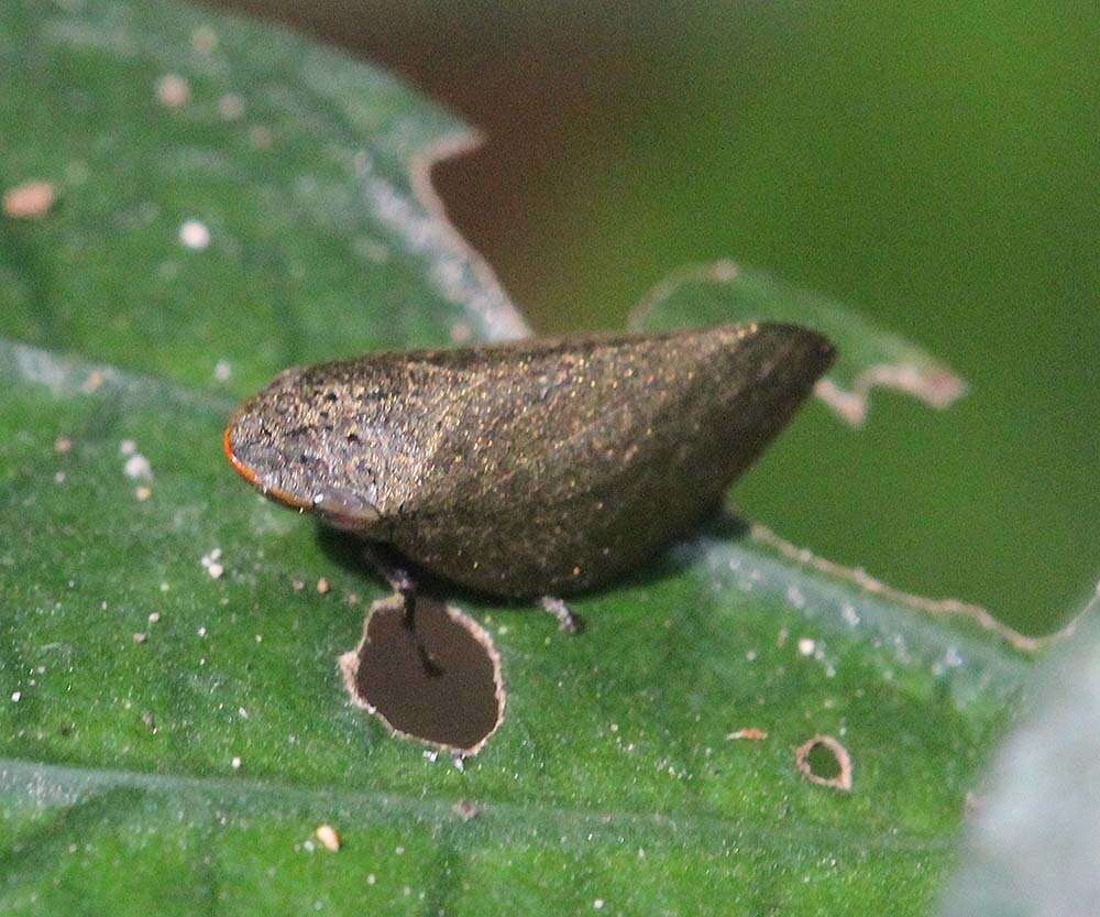 Image of Plinia ampla (Walker 1851)