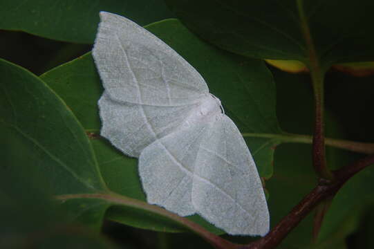 Image of Pale Beauty