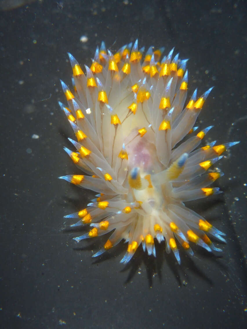 Antiopella barbarensis (J. G. Cooper 1863) resmi