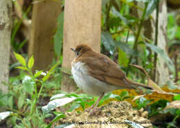 Image of Catharus fuscescens salicicola (Ridgway 1882)