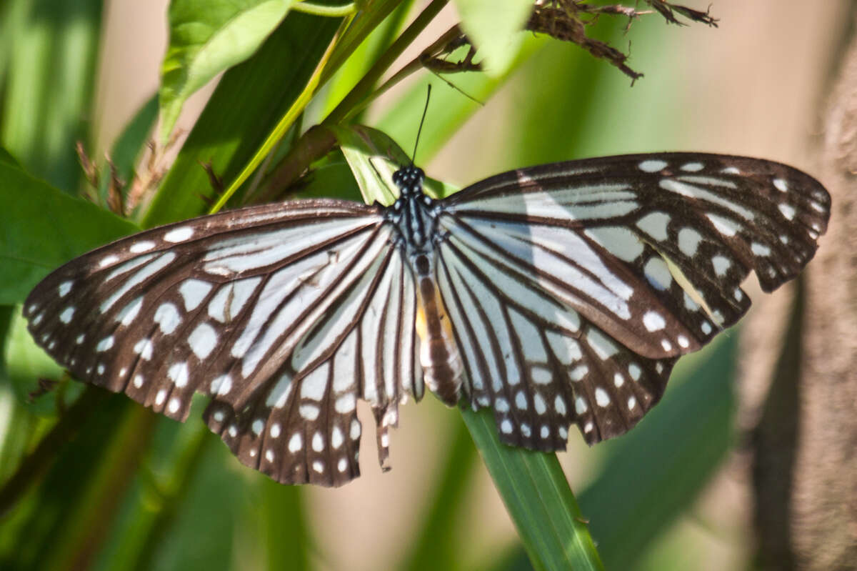 Parantica aglea melanoides resmi