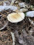 Image of gemmed Amanita