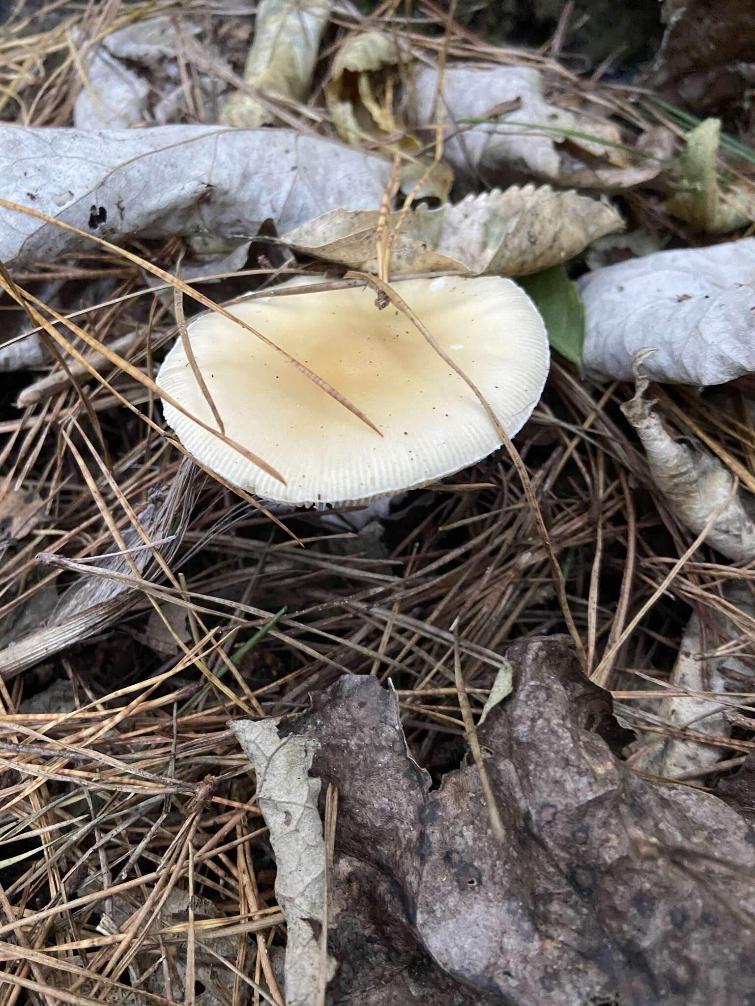 Слика од Amanita gemmata (Fr.) Bertill. 1866