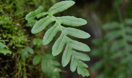 Image of licorice fern