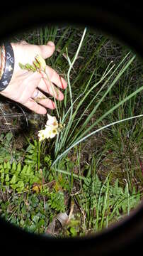 Freesia corymbosa (Burm. fil.) N. E. Br. resmi