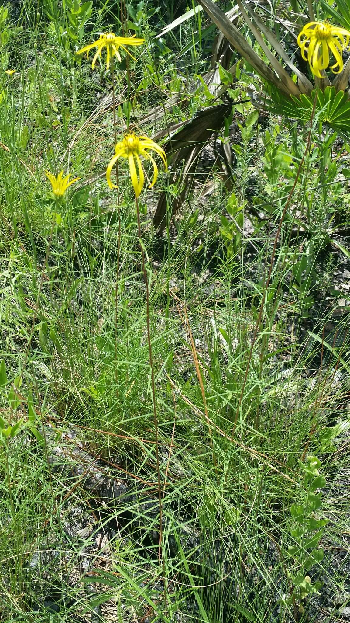 Imagem de Phoebanthus tenuifolia (Torr. & A. Gray) Blake